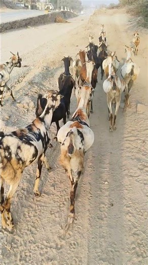 देशी#बकरी#घूम कर#आ#रही है#यूट्यूबशॉर्ट्स #विलोग #