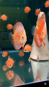 Pigeon por rafiexia 😚 | Sakana Discus