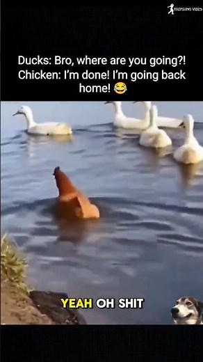 💚Ducks: Bro, Where Are You Going? 😂 | Chicken: I’m Going Home! #trending #viralvideo #funnyvideo