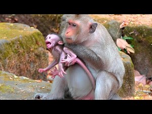 A Gentle but Anxious Moment as Mother Monkey Button Carefully Guards Her Nervous Baby
