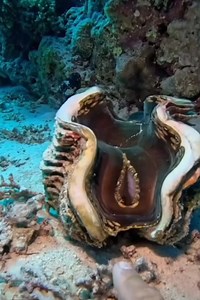 Are you thinking something? 🤔😁 . . #shellfish #fbreelsvideo #reelsvideo #viralreel #oceanlife #fishhuntertv | FishLife world TV