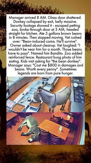 Donkey Eats 5 Gallons Of Beans And Collapses