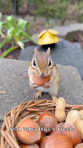 Chipmunk Timi & squirrel Bubbles’ nuts journey