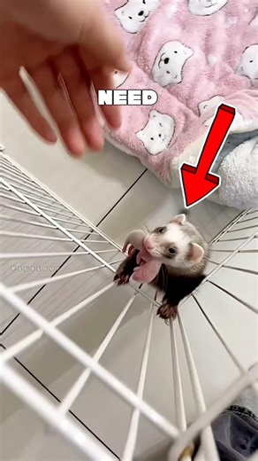 5 Shocking Ferret Secrets Most People Don’t Know 🐾 #Ferrets #AnimalFacts