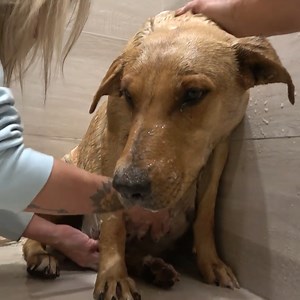 76K views · 1.6K reactions | Rescuing a family of dogs! 懶 Via: Hope For Paws | Animal Lovers | Facebook