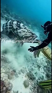 Poor sea turtle attack by giant grouper #usa #viralreels #viralreelsシ #reelsviral | Matt Spearfishing