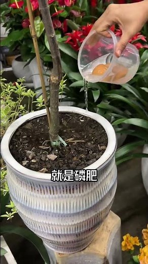 Master Flower Gardening: Quick Tips for Beginners