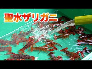 The Insane Result of Eating Crayfish Raised in Well Water!