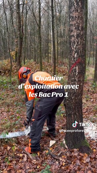 Chantier d’exploitation avec les Bac Pro 1 Forêt