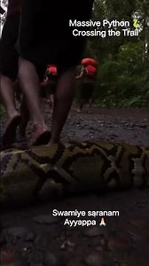 Massive Python 🐍 Crossing the Trail #swamiyesaranamayyappa #ayyappa #devotional