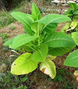 Nicotiana tabacum - Alchetron, The Free Social Encyclopedia