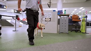 Happy International Dog Day! What a pawfect day to raise the ruff and take some time out to appreciate the love and value our canine friends bring into our lives. Our biosecurity detector dogs work hard protecting Australia’s borders from biosecurity risks each day, but they also play hard and love long walks on the beach and eating lots of pasta. They’re trained to sniff out just about everything from large food items down to small plant seeds, detecting thousands of risky items every year at a