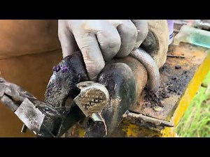 Shocking Hoof Rescue: Removing Nails and a Broken Blade from a Cow's Hoof
