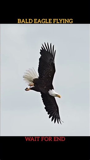 Peregrine Falcon vs Bald Eagle #peregrinefalcon #baldeagle #trending #shorts