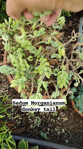 4.5K views · 59 reactions | Harvesting some sedum Morganianum donkey tail cuttings for propagation. #bikolanahardinera | Bikolanahardinera | Facebook