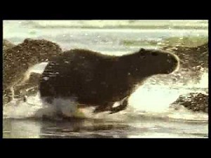 Capibaras