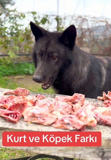 wolf #wolfpack #wolflover #wolflove #kangal #wolflovers #wolfdog #nature #akbaş #howlingwolf #wolfdogturkiye #wolfhybrids #canavar #articwolf #blackwolf #alphawolf #alfakurt.