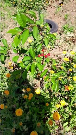 Guinda o Cerezo Ácido (Prunus cerasus)