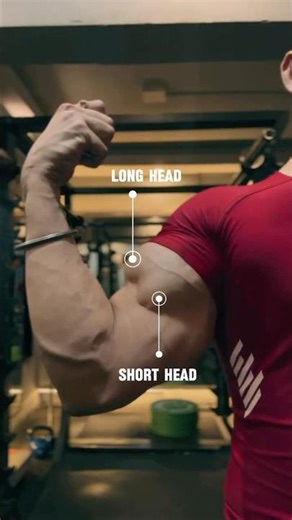 For Bicep’s long head & short head | Biceps workout #biceps #bicepsworkout #shorts
