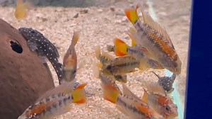Apistogramma macmasteri Here is just one example of the many dwarf Cichlids we stock on a weekly basis here at Wharf. These stunning little fish do well when kept in a densely planted community aquarium, alongside such fish as Tetras, Corydoras etc. Price can be seen during this short video. Tel 01773 861255 | Wharf Aquatics