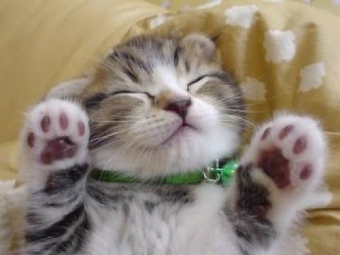 【猫好き必見】かわいい子猫動画【可愛いは正義】