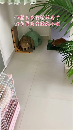 Cat vs Rabbit Showdown: Who Will Win? CatRabbitBattle PetFights
