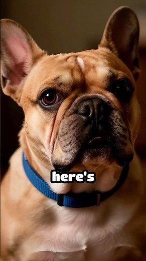 Average Pet Insurance Cost By Breed — Watch This Before Your Next Vet Visit