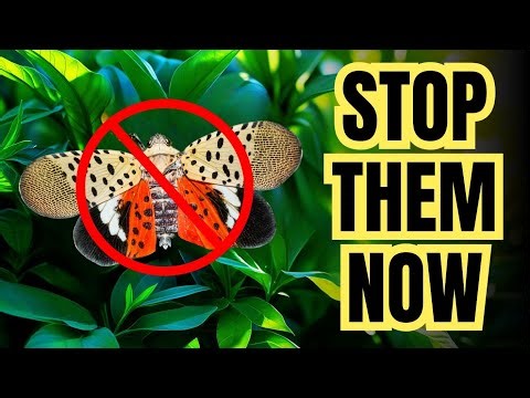 STOP Spotted Lanternflies Fast: Proven Methods to Protect Plants