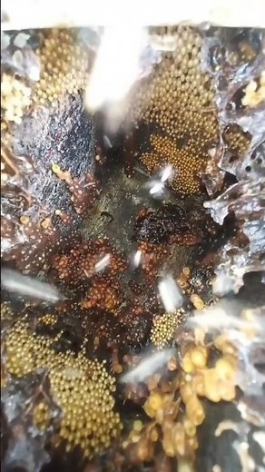 Check the honey and stingless bee brood cells in the hive #shorts #kelulut #stinglessbee