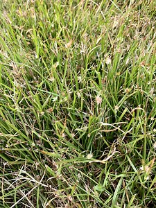 Grass Weed - White Ball on Top?
