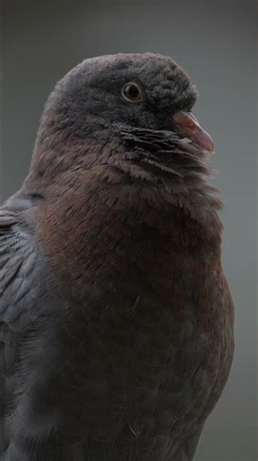The Beautiful Side Of Pigeons