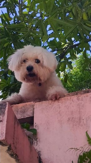 “Loud Barking Dog 🔊”#shorts #barking#dog