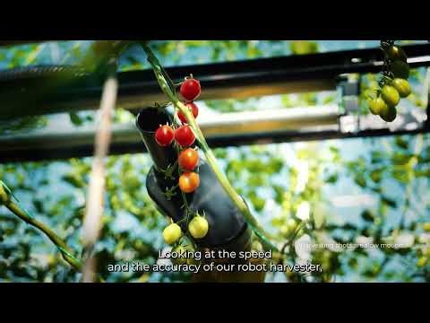 Inside the AI-Powered Greenhouse: Autonomous Robotic Harvesting at Scale