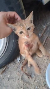 مجروح ويحتاج مساعدة!! للتواصل 97512124 He's injured & needs help! | KARE