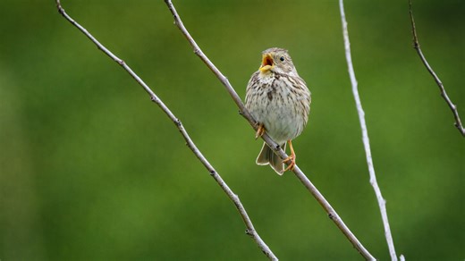 This small bird breaks the silence in front of the camera