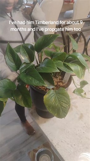 my pathos name is Timberland#plantsoftiktok #plants