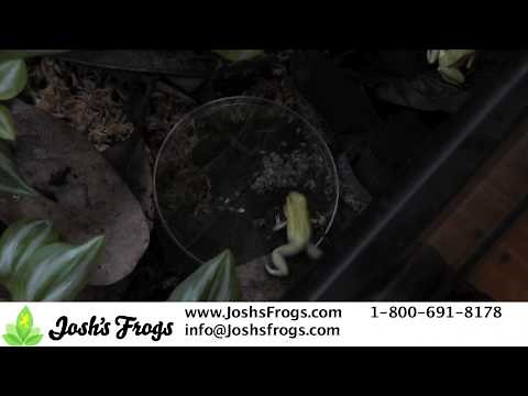 How to Pick the Right Sized Crickets