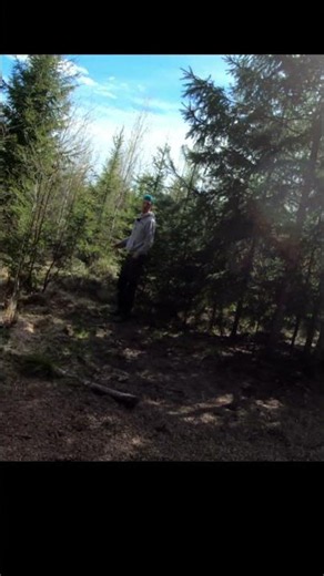 🐗🔥 Villisika jahtia itärajalla, osa 11 Villisikojen karkkia ja tervaa #metsästys #ruokintapaikka