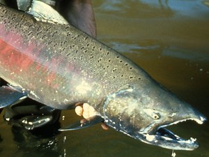 Three more days of Springer fishing on the Columbia River