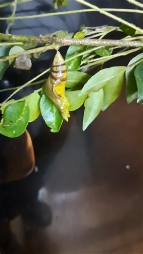 Lime butterfly (Papilio demoleus) chrysalis (pupa) on a curry leaf plant (Murraya koenigii )