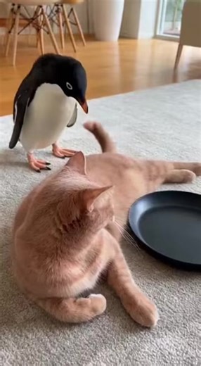 Pink cat and penguin funny moments 🤣🐈 #unitedstates #catsfunny #catsfunnyvideos #cats #via