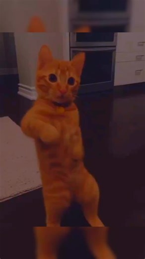 different cats daning funny lol 🤣 😂