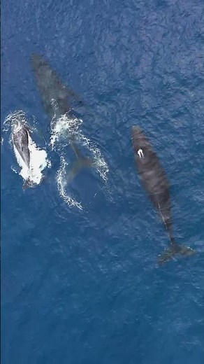 Humpback Whale breaks MIGRATION RECORD! #marinebiology #whale #marinemystery