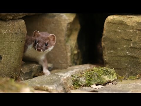 Rare Footage of A Stoat Mum Moving Her Kits | Discover Wildlife | Robert E Fuller