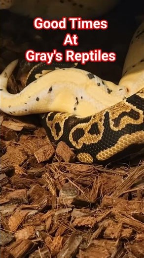 Good Times At Gray's Reptiles