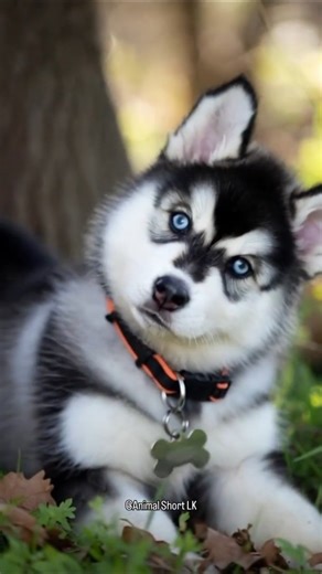 Little Husky Puppy Melt Your Heart 🐶✨ #HuskyPuppy #CuteHusky #HuskyLove #PuppyShorts #CutePuppy
