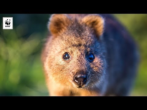 Quokka Project Update | WWF-Australia