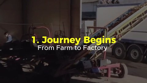 Lay’s Chips Production: The Amazing Process You Never Knew