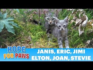 Sick homeless family of kittens is rescued from life on the streets. #cat