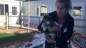107K views · 4.5K reactions | Kaylee the Klee Kai is adorable and oh,...